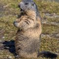 Alpenmurmeltier (Marmota marmota)