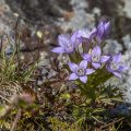 Österreichischer Kranzenzian (Gentianella austriaca)