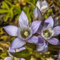 Österreichischer Kranzenzian (Gentianella austriaca)