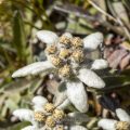 Alpen-Edelweiß (Leontopodium nivale)