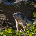 Alpenmurmeltier (Marmota marmota)