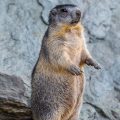 Alpenmurmeltier (Marmota marmota)