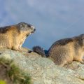 Alpenmurmeltiere (Marmota marmota)