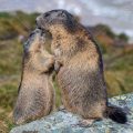 Alpenmurmeltiere (Marmota marmota)