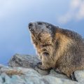 Alpenmurmeltier (Marmota marmota)