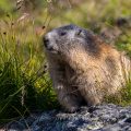 Alpenmurmeltier (Marmota marmota)