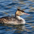 Haubentaucher (Podiceps cristatus)