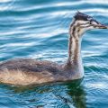 Haubentaucher (Podiceps cristatus) Jugendkleid