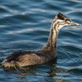 Haubentaucher (Podiceps cristatus) Jugendkleid