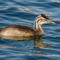 Haubentaucher (Podiceps cristatus) Jugendkleid
