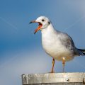 Lachmöwe (Larus ridibundus) Winterkleid