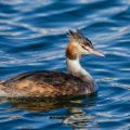 Haubentaucher (Podiceps cristatus)