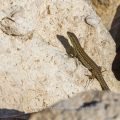 Mauereidechse (Podarcis muralis)