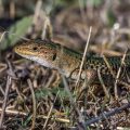 Mauereidechse (Podarcis muralis)