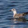 Mittelmeermöwe (Larus michahellis)