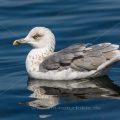 Mittelmeermöwe (Larus michahellis)