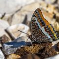 Erdbeerbaumfalter (Charaxes jasius)