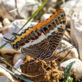 Erdbeerbaumfalter (Charaxes jasius)