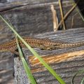 Mauereidechse (Podarcis muralis)