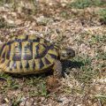 Griechische Landschildkröte (Testudo hermanni)