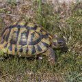 Griechische Landschildkröte (Testudo hermanni)