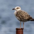 Mittelmeermöwe (Larus michahellis) Jugendkleid