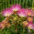 Seidenbaum (Albizia julibrissin)