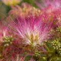 Seidenbaum (Albizia julibrissin)