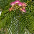 Seidenbaum (Albizia julibrissin)