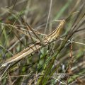 Gewöhnliche Nasenschrecke (Acrida ungarica)