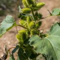 Gewöhnliche Spitzklette (Xanthium strumarium)