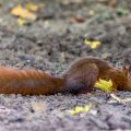 Eichhörnchen (Sciurus vulgaris)