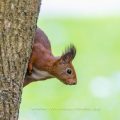Eichhörnchen (Sciurus vulgaris)