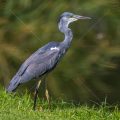 Graureiher (Ardea cinerea)