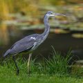 Graureiher (Ardea cinerea)