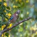 Eichelhäher (Garrulus glandarius)