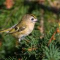 Wintergoldhähnchen (Regulus regulus)