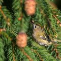 Wintergoldhähnchen (Regulus regulus)