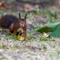Eichhörnchen (Sciurus vulgaris)