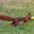 Eichhörnchen (Sciurus vulgaris) mit Hickorynüssen