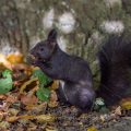 Eichhörnchen (Sciurus vulgaris)