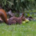 Eichhörnchen (Sciurus vulgaris) mit Hickorynüssen