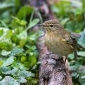 Zilpzalp (Phylloscopus collybita)