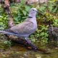 Türkentaube (Streptopelia decaocto)