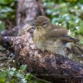 Zilpzalp (Phylloscopus collybita)