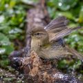 Zilpzalp (Phylloscopus collybita)