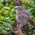 Hausrotschwanz (Phoenicurus ochruros) Weibchen