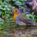 Rotkehlchen (Erithacus rubecula)