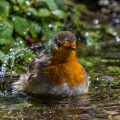 Rotkehlchen (Erithacus rubecula)