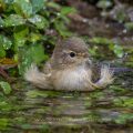 Zilpzalp (Phylloscopus collybita)